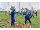 Hà Nội phấn đấu trồng 100.000-120.000 cây xanh dịp Xuân Nhâm Dần